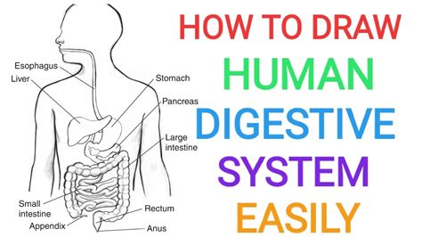 digestion porn|Digestive Porn Videos 